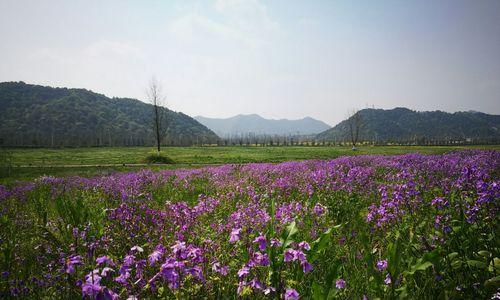 二月兰的花语（探究春季生长的小清新——二月兰的花语及养护方法）