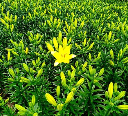 百合花的含义与象征（美丽之花，纯洁之心——探寻百合花的深层内涵）