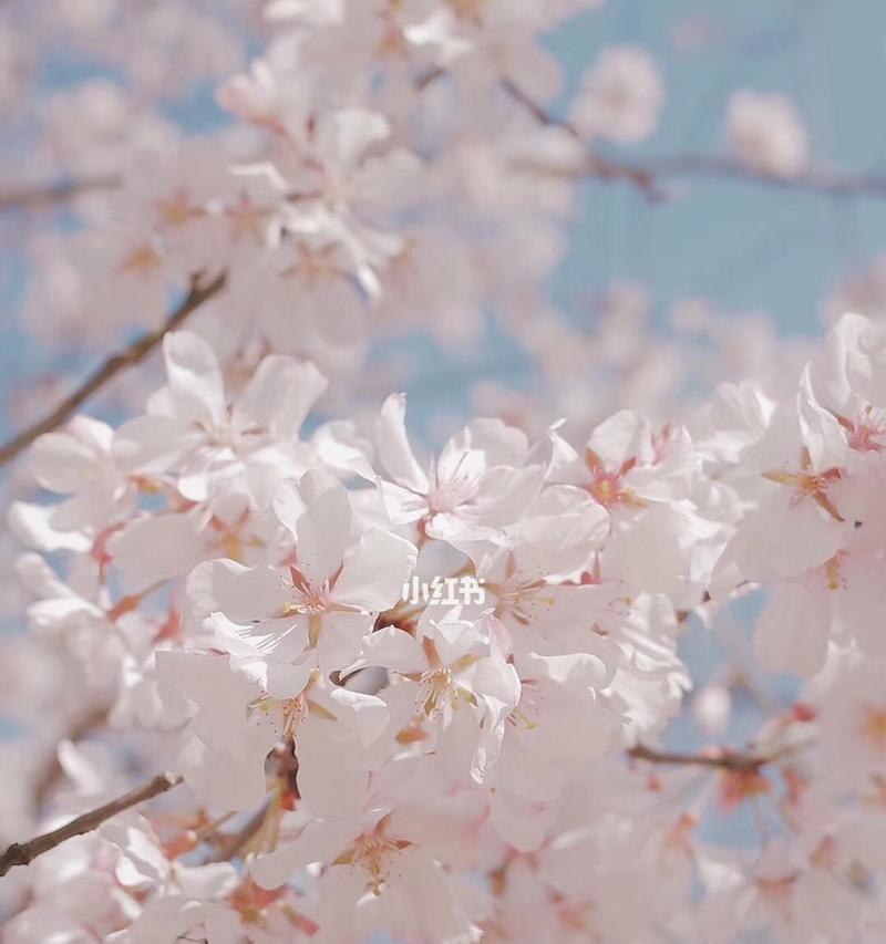 樱花花语与寓意（了解樱花花语，送给TA最温馨的祝福）