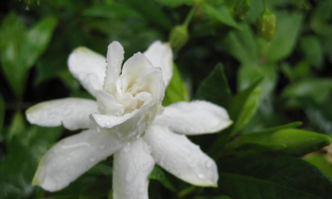 栀子花神话故事与花语（花开金色，馨香四溢）