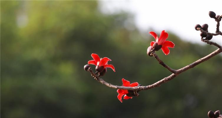 木棉花开，寓意生命的美好（探寻木棉花绽放的意义与力量）