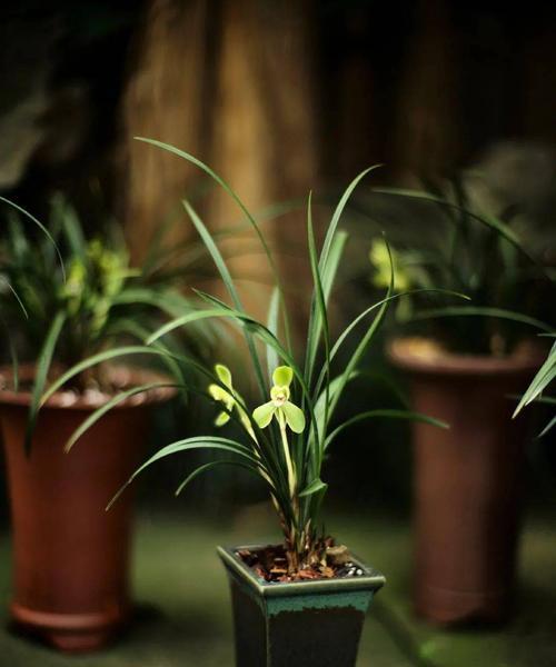 兰草的全面养殖方法（种植技巧、土壤要求、水肥管理、病虫防治、繁殖方法）