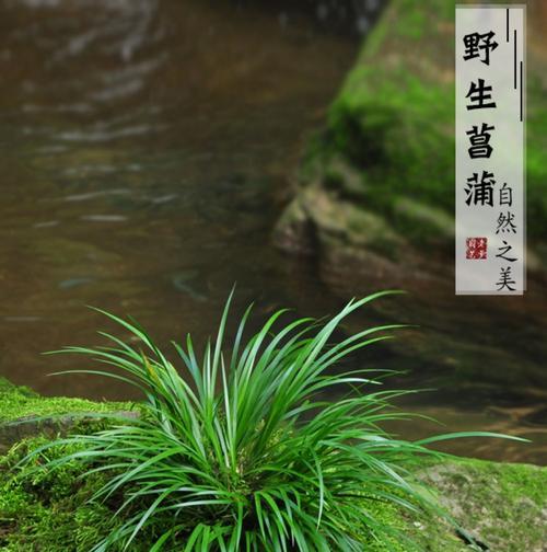 菖蒲养护指南（打造美丽池塘，从菖蒲开始）