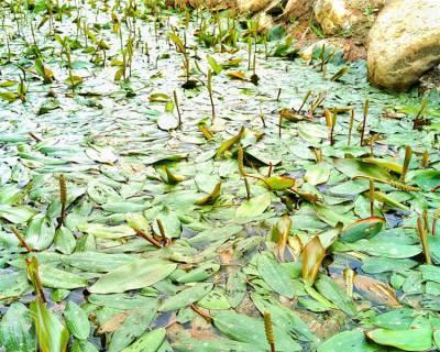 马来眼子菜的种植技巧（轻松掌握马来眼子菜种植方法，轻松收获丰厚回报）