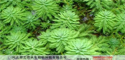 马来眼子菜的种植技巧（轻松掌握马来眼子菜种植方法，轻松收获丰厚回报）