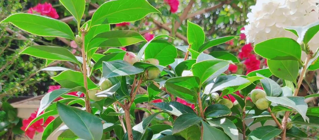 茶花施肥小贴士（学会这些，让茶花更加茂盛）