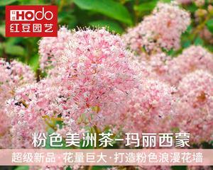 美洲茶的适宜种植条件（从土壤到气候，了解美洲茶的生长之道）