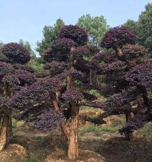 红花继木嫁接技巧及注意事项（打造华美盆景，从红花继木嫁接开始）