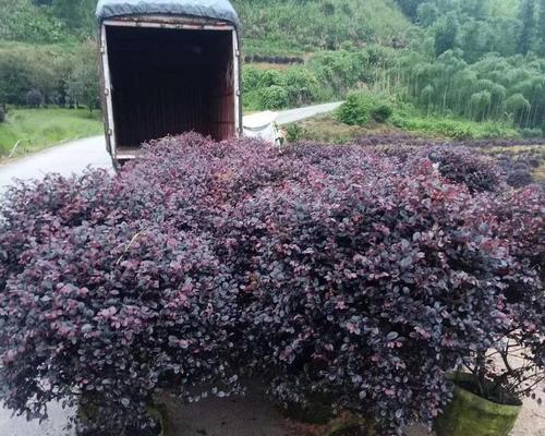 红花继木嫁接技巧及注意事项（打造华美盆景，从红花继木嫁接开始）