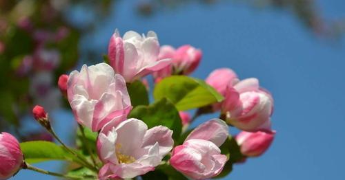 海棠花的种植与养护（打造海棠花的亮丽花园——从种植到养护全面解析）