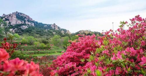 杜鹃花之开花次数（解析杜鹃花的花期和开花习性）