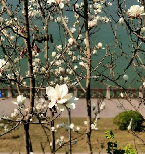 白玉兰——优雅的花卉之王（探秘白玉兰的花型、品种、栽培和文化涵义）