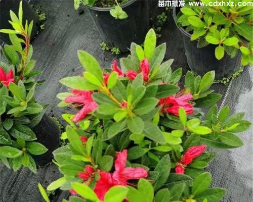 安酷杜鹃的种植方法（打造优美花园，从安酷杜鹃开始）