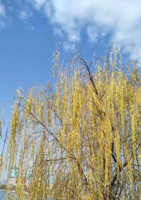 春日柳花飘香（探寻柳树开花的时节和奥秘）