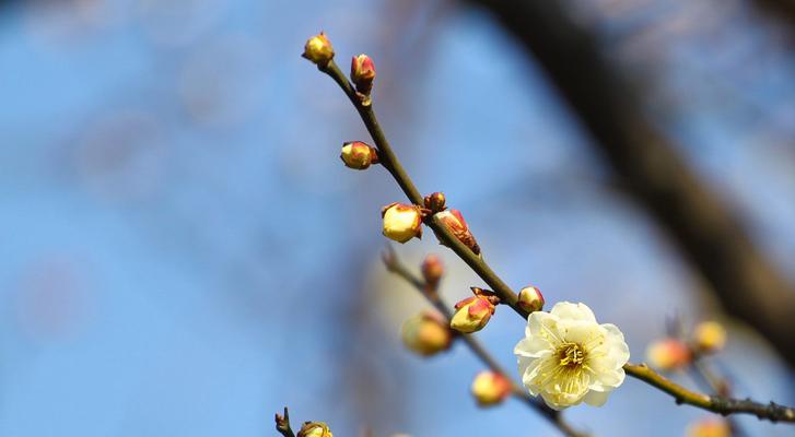 梅花有叶子吗？——探讨梅花的奥秘（揭秘梅花的独特结构和生长习性）