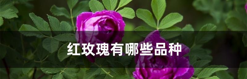 十大玫瑰花品种推荐（从黑玫瑰到月光玫瑰，这些品种不容错过）