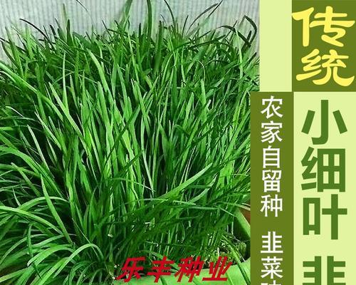 阳台韭菜种子的种植方法（从选购到收成，打造自己的阳台韭菜园）