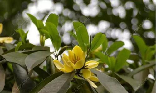 白兰花——花坛里的白色公主（从“百合”到白兰花，一朵令人心醉的美丽之花）