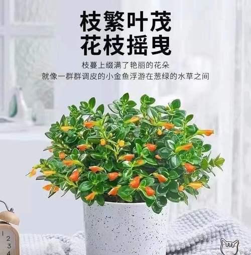 金鱼花的全面养殖指南（从种植到管理，打造美丽的水生花园）