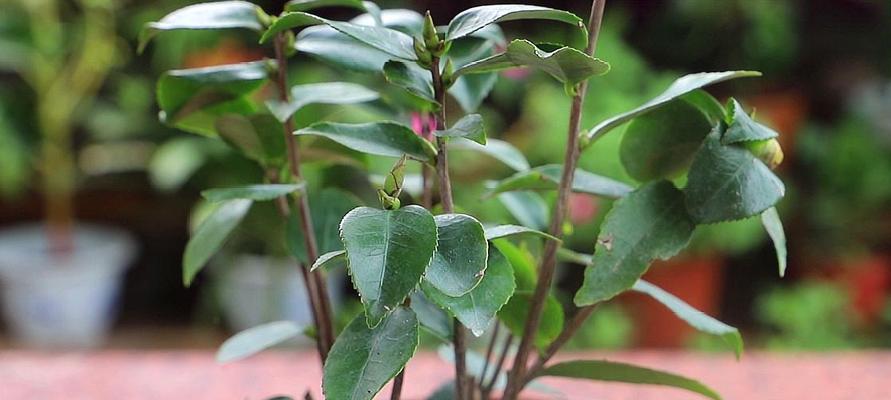 茶花盆栽的浇水方法（茶花盆栽怎样浇水？怎样浇水才能让茶花生长茂盛？）