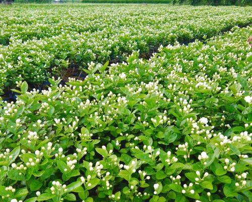 茉莉花的种植方法（从选苗到养护，教你轻松打造花园小清新）