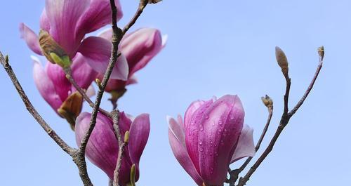 紫玉兰花开时节（探秘紫玉兰的开花时间及魅力）