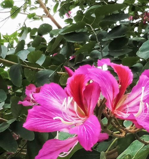 探秘香港市花——紫荆花（从历史、象征意义到现状，了解紫荆花的一切）