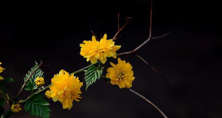 棠棣花的象征意义（揭开棠棣花的神秘面纱）