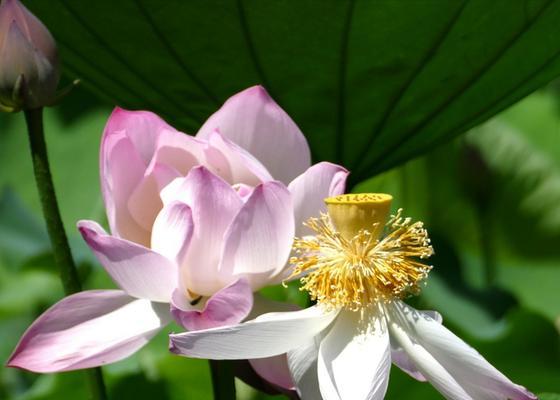 荷花开花最旺的季节是什么时候？（探究荷花盛开的时节与地理环境的关系）