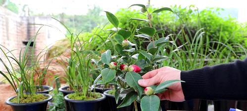 茶花养殖全攻略（了解茶花品种及种植技巧，助你打造私家花园）