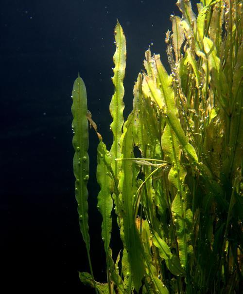 深入探究金鱼藻——一种神奇的水生植物（了解金鱼藻的特点、栽培及保养技巧）