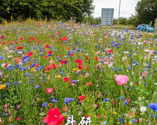 多年生花卉种子的培育与栽培技巧（让您的花园永不凋零）