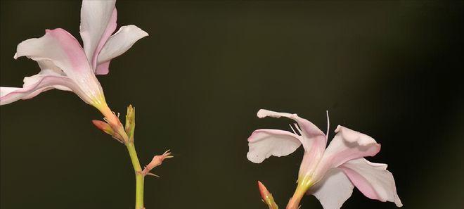 夹竹桃黄叶的原因及预防措施（了解黄叶的成因，让夹竹桃花更美丽）