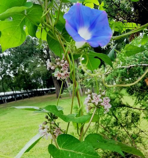 牵牛花（喜欢水的牵牛花，生长需谨慎）