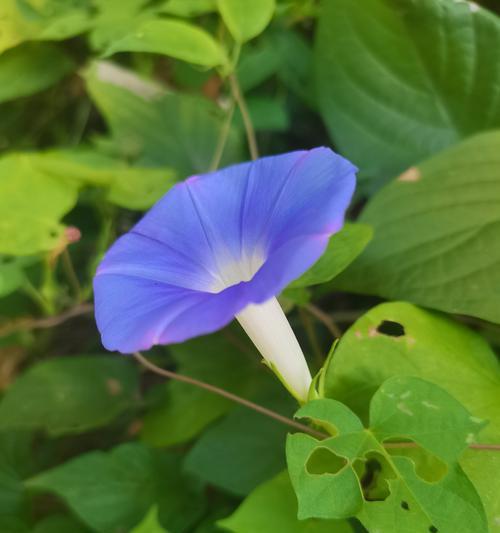 牵牛花（喜欢水的牵牛花，生长需谨慎）