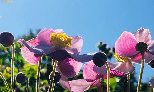 莲花（莲花的别称及佛教文化内涵）