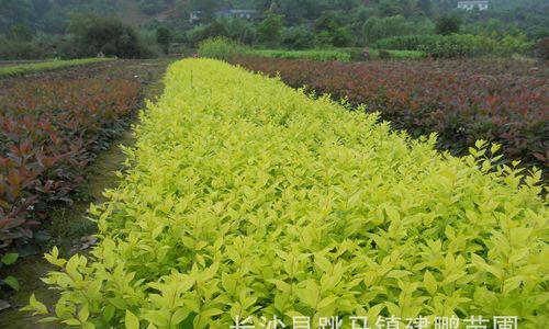 金叶女贞的种植方法（打造美丽庭院的秘诀）