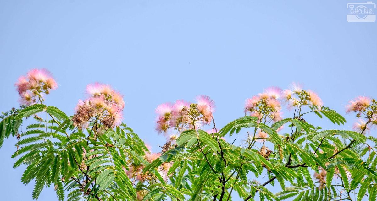 合欢花的种植与养护（合欢花开放时间、土壤与水分要求、施肥方法等详解）