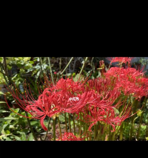 种植彼岸花的正确方法（太阳晒多久、土壤选择及注意事项）