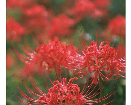 种植彼岸花的正确方法（太阳晒多久、土壤选择及注意事项）