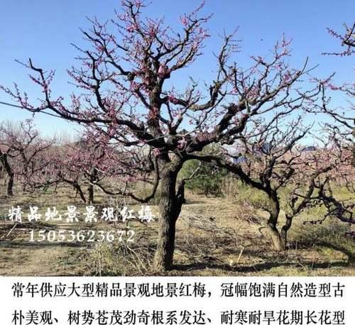 红梅树种植方法详解（打造美丽园林的秘密步骤、技巧、注意事项）