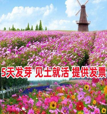 波斯菊花种子种植攻略（从选种到管理，让你轻松种出美丽花园）