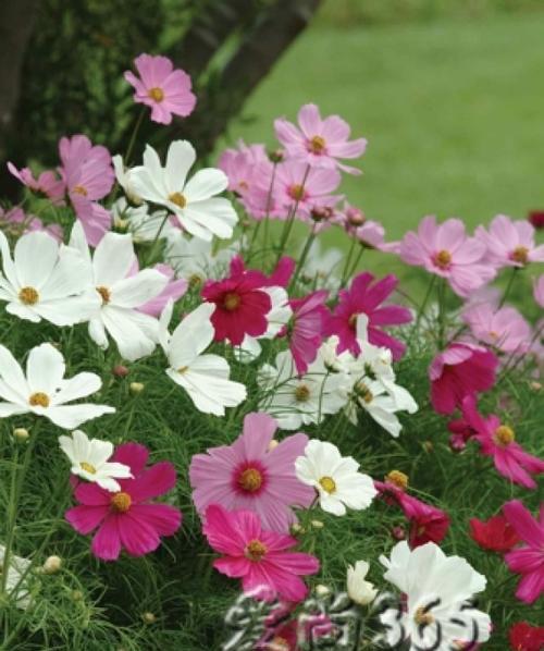 波斯菊花种子种植攻略（从选种到管理，让你轻松种出美丽花园）