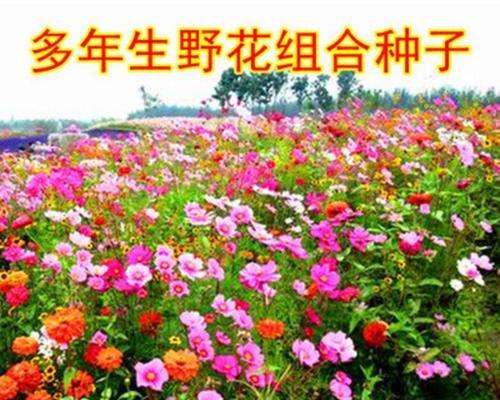 波斯菊花种子种植攻略（从选种到管理，让你轻松种出美丽花园）