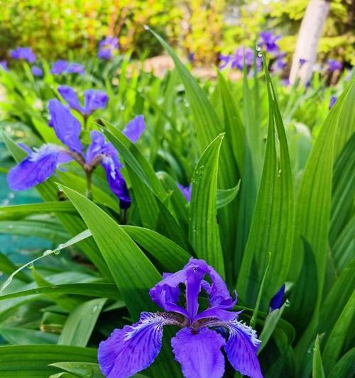 鸢尾花的养殖之开花季节（了解鸢尾花的生长特点及开花机制）