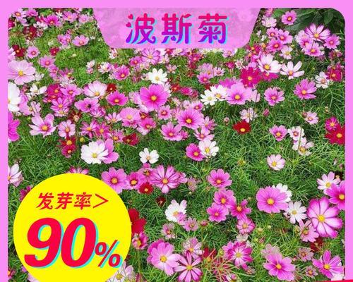 从零开始，教你如何种植波斯菊花种子（波斯菊花种子怎么种？快来看看吧！）