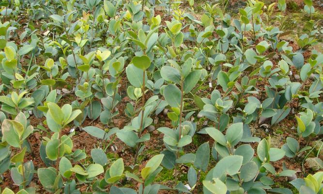 如何种植油茶（掌握油茶种植技巧，开创新农业时代）