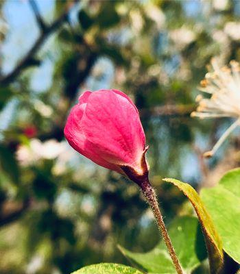 海棠花语与象征意义（探寻万物生命的奥秘）