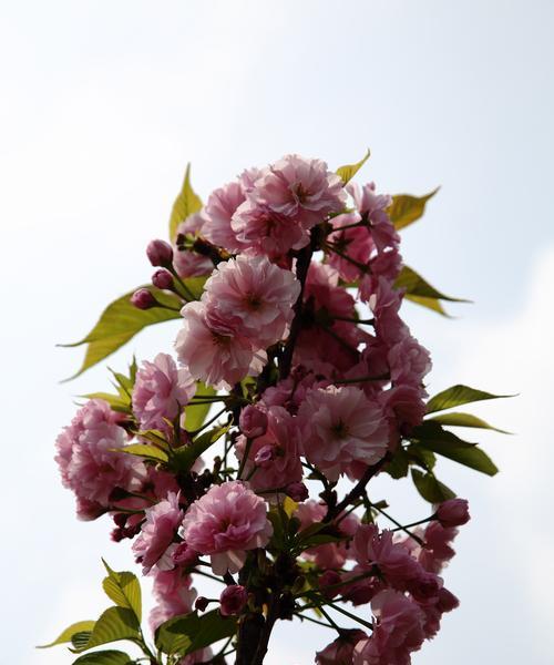 樱花花语的深刻含义（解读樱花花语，看透内心世界）