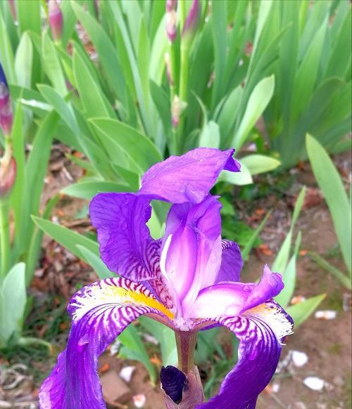 鸢尾花的花语与传说（探寻鸢尾花的神秘面纱）